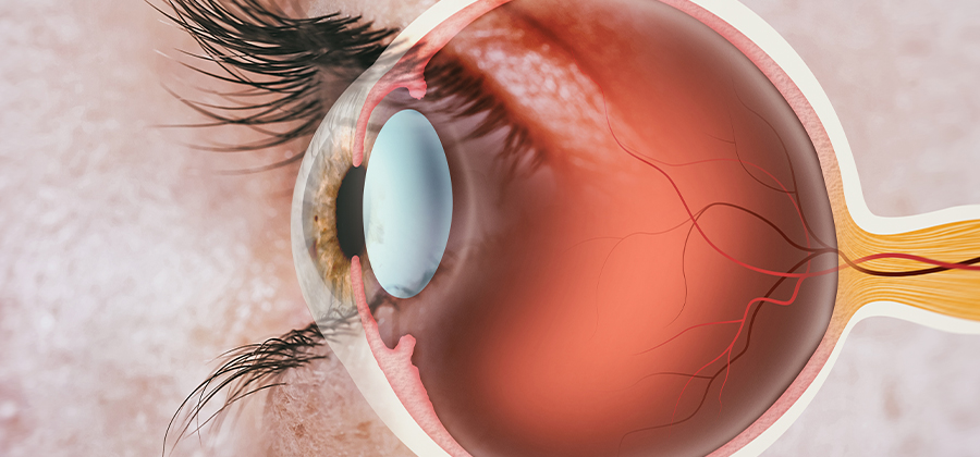 Cornea